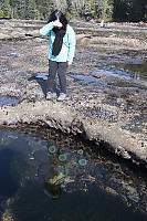 Looking In On Urchins And Anemones