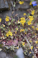 Monkey Flower