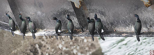 Pelagic Cormorant Under Bridge