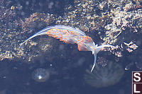 Thick-horned Nudibranch