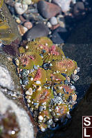 Anenomes In Tide Pool