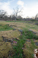 Grasses In Rocks