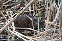 Muskrat Eating Young Shoots