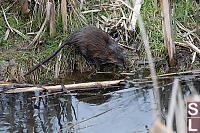 Muskrat With Tail Visible