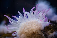 Purple Tentacles On Anemone