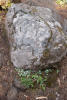 Rock Shelters Stonecrop And Ferns