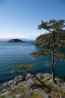 Trees With View Of Ocean