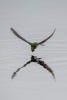 Violet Green Swallow Chasing Insect