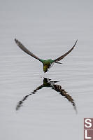 Violet Green Swallow Chasing Insect