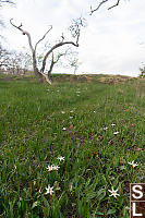 White Fawn Lilies At Uplands Park