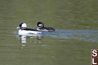 Bufflehead Male And Female