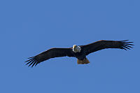 Eagle Flying Over