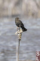 Female Blackbird On Bullrush