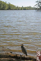 Great Blue Heron Next To Pond