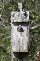 House Sparrows On Nest Box