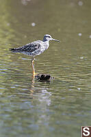 Lesser Yellowlegs