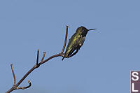 Male Annas Hummingbird