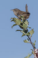 Marsh Wren On Hawthorn