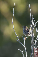 Marsh Wren Singing