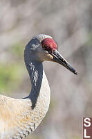 Sandhill Crane With Dirty Beak