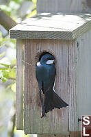 Tree Swallow Back