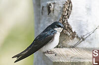 Tree Swallow On Nest Box