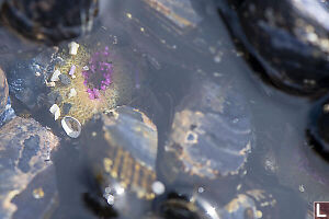 Aggregating Anenome Between Mussels