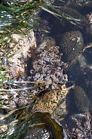 Algaes In Tide Pool