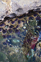 Anenomes And Urchins In Pool