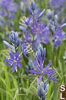 Camas Flowers