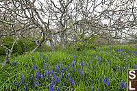 Camas Flowers Under Oaks