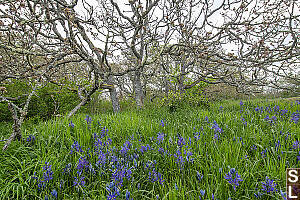 Camas Flowers Under Oaks