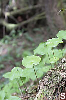 False Lily of the Valley