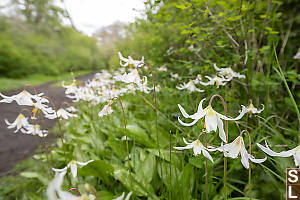 Fawn Lily Beside Trail