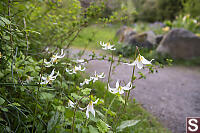 Lilies At Outerbridge