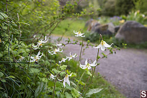 Lilies At Outerbridge