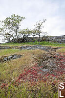 Mossy Stonecrop Covering Rock