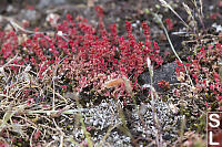Mossy Stonecrop Detail