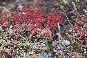 Mossy Stonecrop Detail