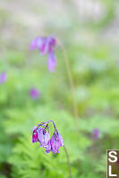 Pacific Bleeding Heart