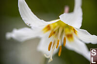 Pollen Under Flower