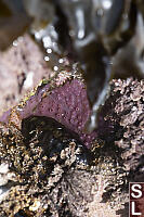 Purple Encrusting Sponge