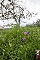Shooting Star In Grasses