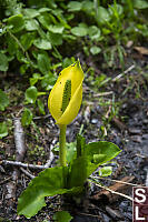 Skunk Cabbage