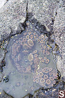 Small Pool Of Aggregating Anemone
