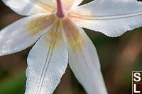 Dew On Fawn Lily