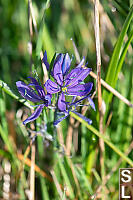 Early Camas