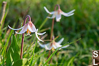 Fawn Lily Forest With Water Ball