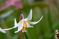 Fawn Lily With Stamens And Dew