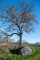 Garry Oak And Its Pet Rock
